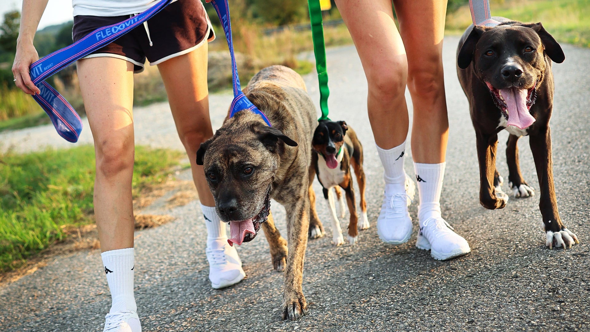 FLEXVIT Faces Resist November Hunde