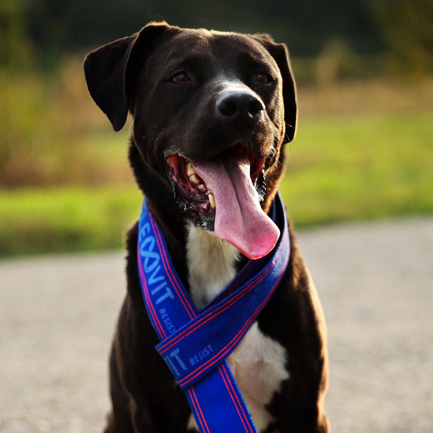 FLEXVIT Faces Hundeleine Team